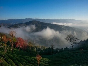 藤蔓产卵繁殖